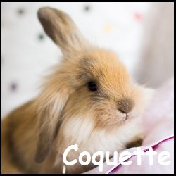 coquette