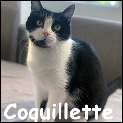 Coquillette