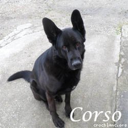 corso