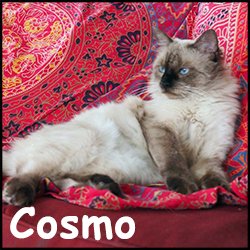 Cosmo