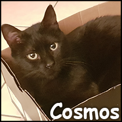 Cosmos