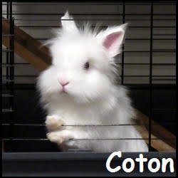 Coton