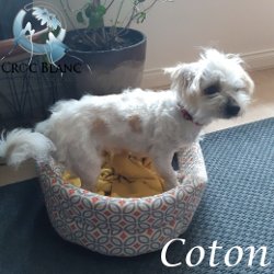 Coton