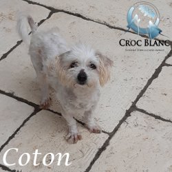 Coton