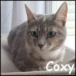 Coxy