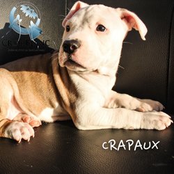 Crapaux