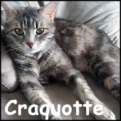 Craquotte