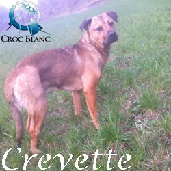 Crevette