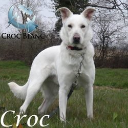 Croc