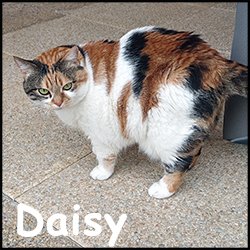 Daisy