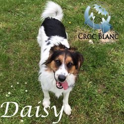 Daisy