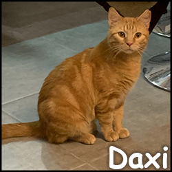 Daxi