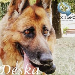 Deska2