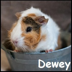 Dewey