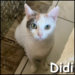 Didi