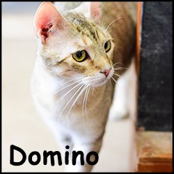 Domino