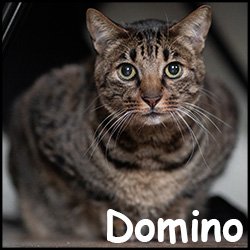 Domino