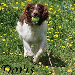 Doris2