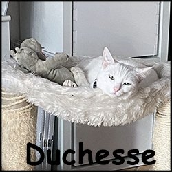 Duchesse