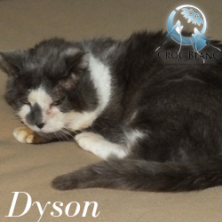 Dyson