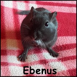 Ebenus