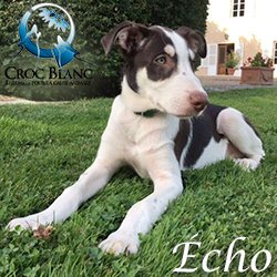 Echo