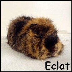 Eclat