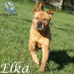 Elka