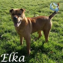 Elka 2