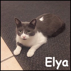 Elya