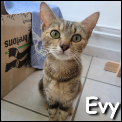 Evy