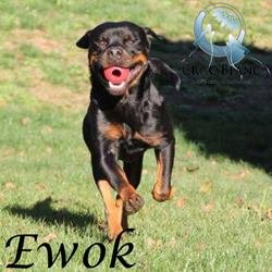 Ewok