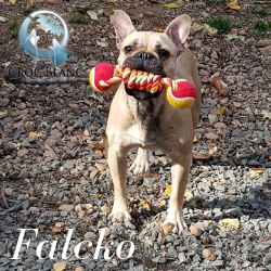 Falcko 1