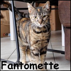 Fantomette