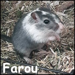 Farou