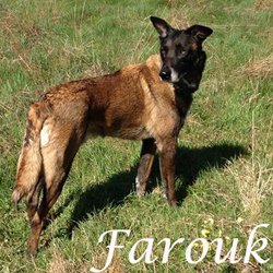 Farouk