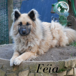 Féia 2