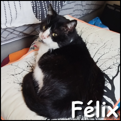 Félix