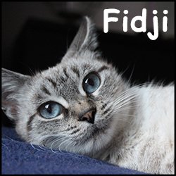 Fidji