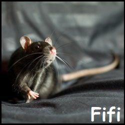 Fifi