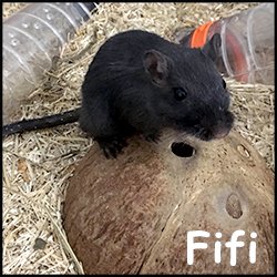 Fifi