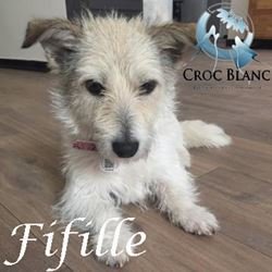 Fifille