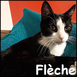 Adopter Un Chat Croc Blanc Adopter Un Chat Croc Blanc