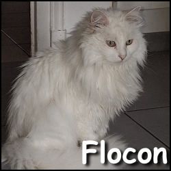 Flocon