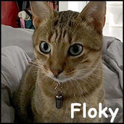 Floky