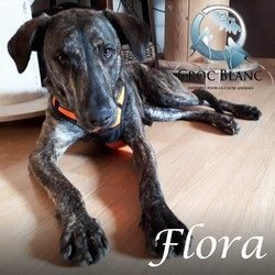 Flora