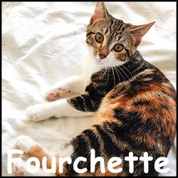 Fourchette