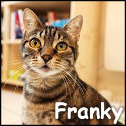 francky 2