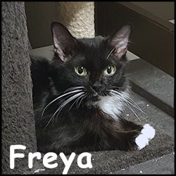 Freya