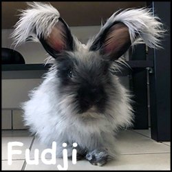 Fudji